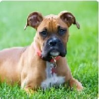 BOXER_BUENO BOXER_BUENO